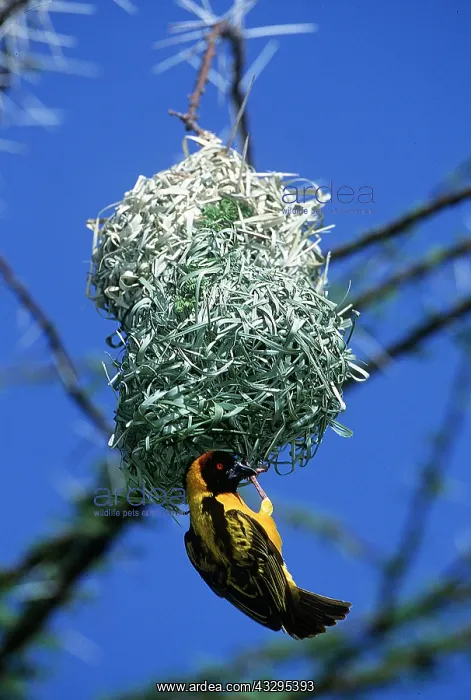  : Black-headed  /  Spotted-backed  /  Village WEAVER BIRD
