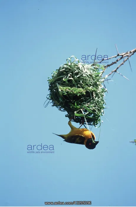 : Black-headed  /  Spotted-backed  /  Village WEAVER BIRD