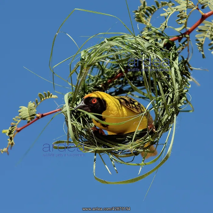: Black-headed / Spotted-backed / Village Weaver - at nest : Black-headed / Spotted-backed / Village Weaver - at nest
