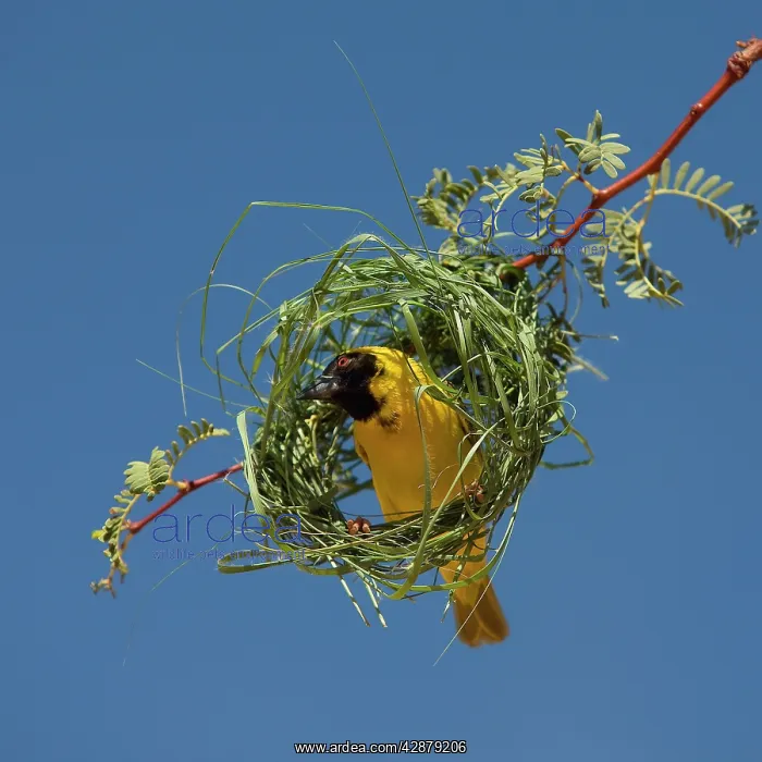 : Black-headed / Spotted-backed / Village Weaver - at nest : Black-headed / Spotted-backed / Village Weaver - at nest
