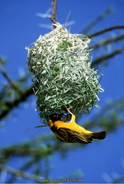  : Black-headed  /  Spotted-backed  /  Village WEAVER - with nest