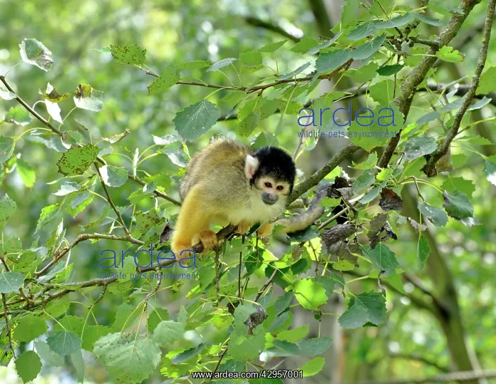 : Black-headed Squirrel Monkey : Black-headed Squirrel Monkey