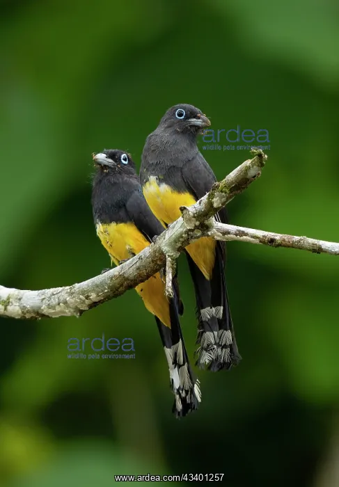 : Black-headed Trogon : Black-headed Trogon