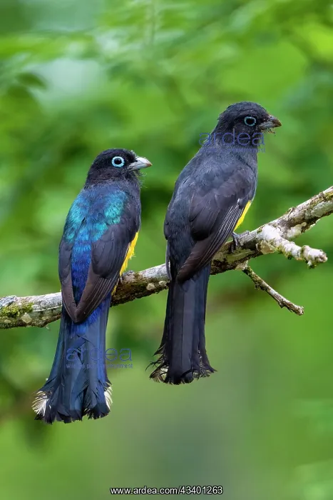: Black-headed Trogon : Black-headed Trogon