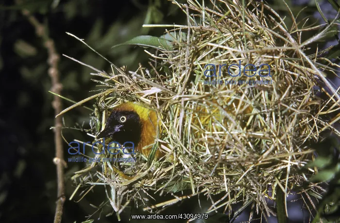 : Black-Headed Weaver Bird : Black-Headed Weaver Bird