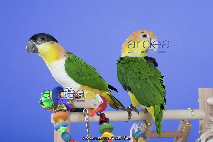 : Black-headed and White-bellied Caiques : Black-headed and White-bellied Caiques
