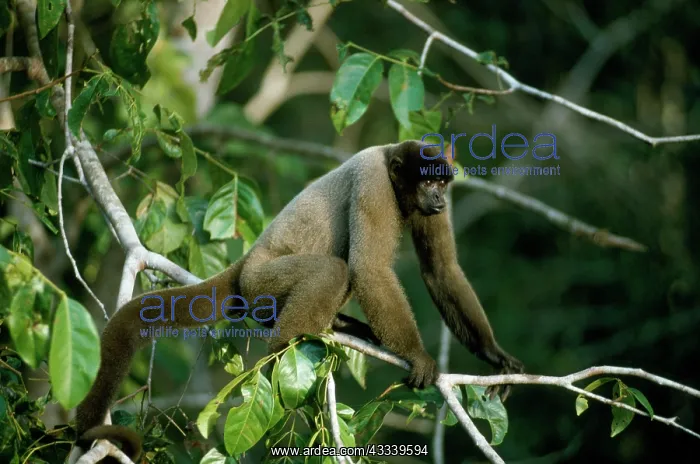  : Black-headed Woolly Monkey - female displaying