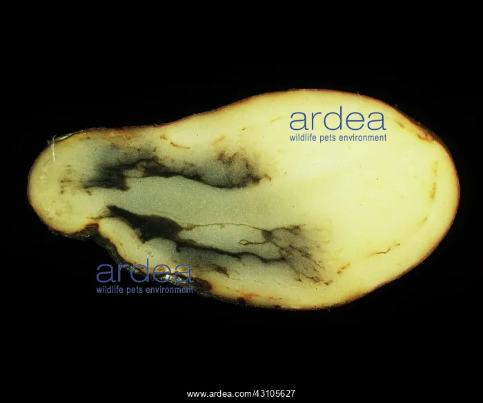 : Black heart damage to a potato : Black heart damage to a potato