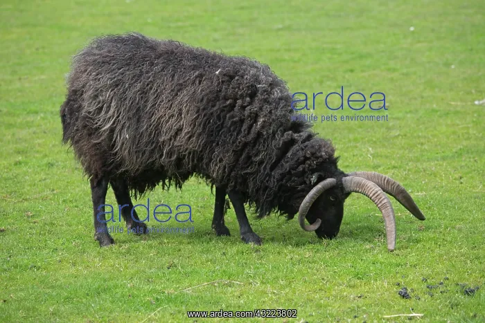 : Black Hebridean sheep grazing - Scotland UK : Black Hebridean sheep grazing - Scotland UK