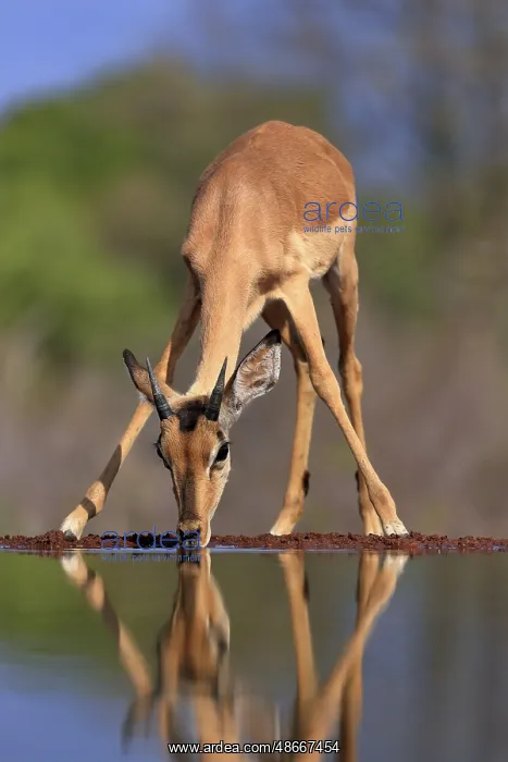 : Black Heeler Antelope (Aepyceros melampus), young male, at : Black Heeler Antelope (Aepyceros melampus), young male, at