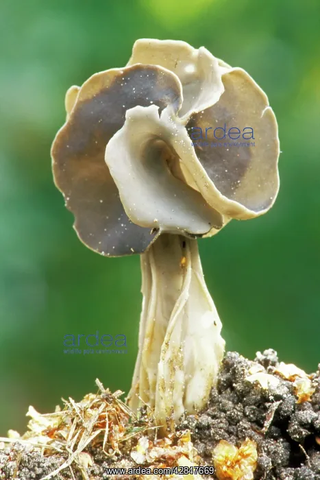 : Black Helvella FUNGI : Black Helvella FUNGI