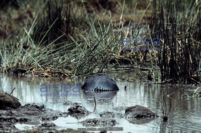  : Black Heron