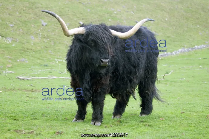 : Black Highland Cow - Steer / Male : Black Highland Cow - Steer / Male