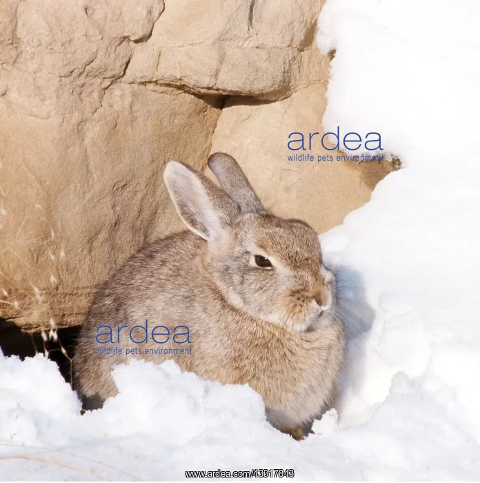 : Black Hills COTTONTAIL RABBIT : Black Hills COTTONTAIL RABBIT