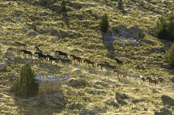 : Black Hills Wild Horse Sanctuary Hot Springs South Dakota : Black Hills Wild Horse Sanctuary Hot Springs South Dakota