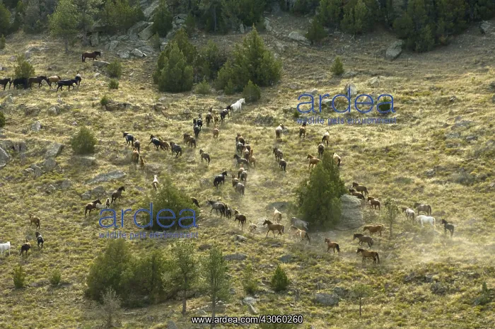 : Black Hills Wild Horse Sanctuary Hot Springs South Dakota : Black Hills Wild Horse Sanctuary Hot Springs South Dakota