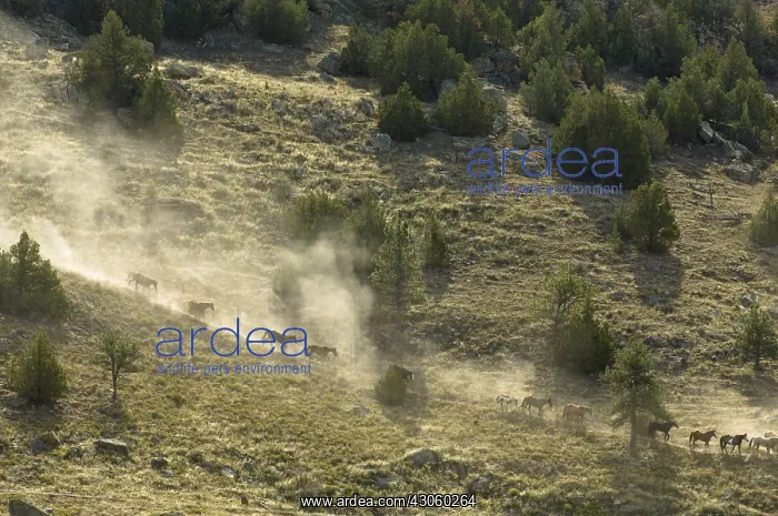 : Black Hills Wild Horse Sanctuary Hot Springs South Dakota : Black Hills Wild Horse Sanctuary Hot Springs South Dakota