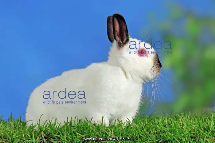 : Black Himi Dwarf Rabbit (Oryctolagus cuniculus forma : Black Himi Dwarf Rabbit (Oryctolagus cuniculus forma