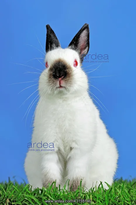 : Black Himi Dwarf Rabbit (Oryctolagus cuniculus forma : Black Himi Dwarf Rabbit (Oryctolagus cuniculus forma