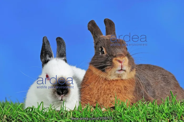 : Black Himi and Tawny Brown Dwarf Rabbits (Oryctolagus : Black Himi and Tawny Brown Dwarf Rabbits (Oryctolagus