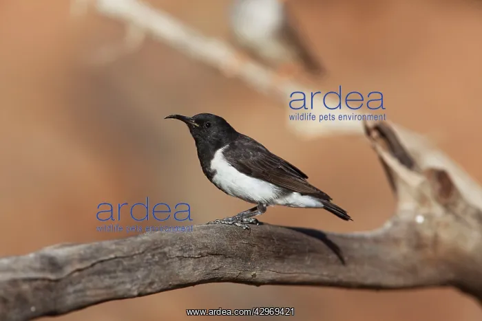 : Black Honeyeater : Black Honeyeater