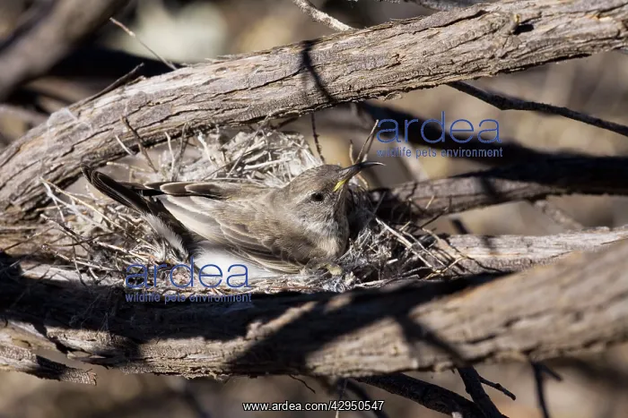 : Black Honeyeater - Female on nest : Black Honeyeater - Female on nest