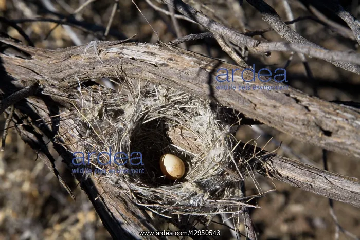 : Black Honeyeater Nest - With one egg : Black Honeyeater Nest - With one egg