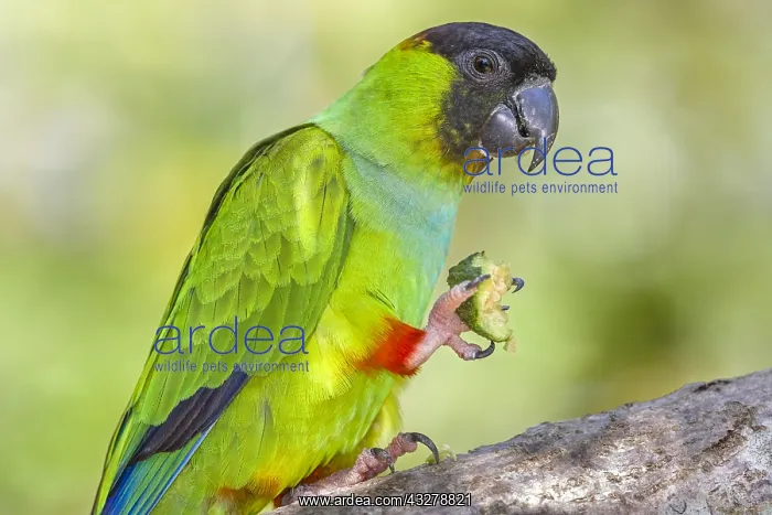 : Black-hooded Parakeet (Aratinga nenday) with a : Black-hooded Parakeet (Aratinga nenday) with a