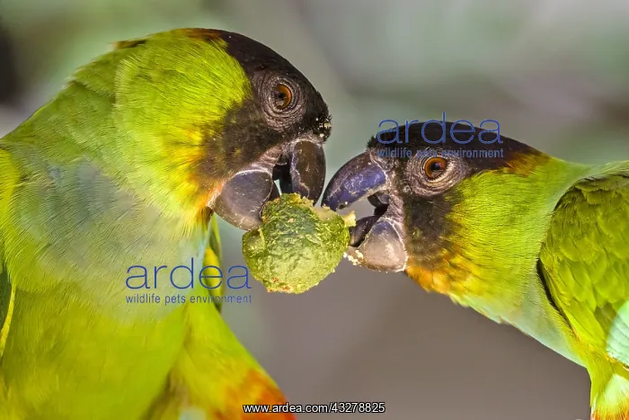 : Black-hooded Parakeet (Aratinga nenday) pair fi : Black-hooded Parakeet (Aratinga nenday) pair fi