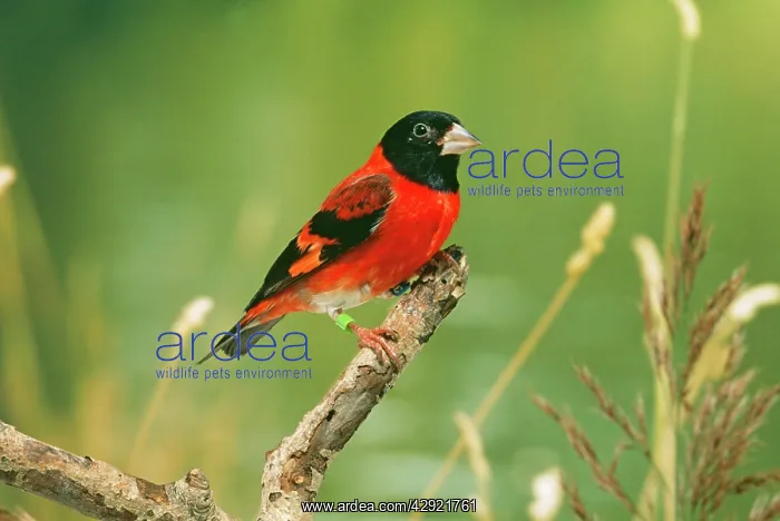 : Black-hooded Red SISKIN - male : Black-hooded Red SISKIN - male