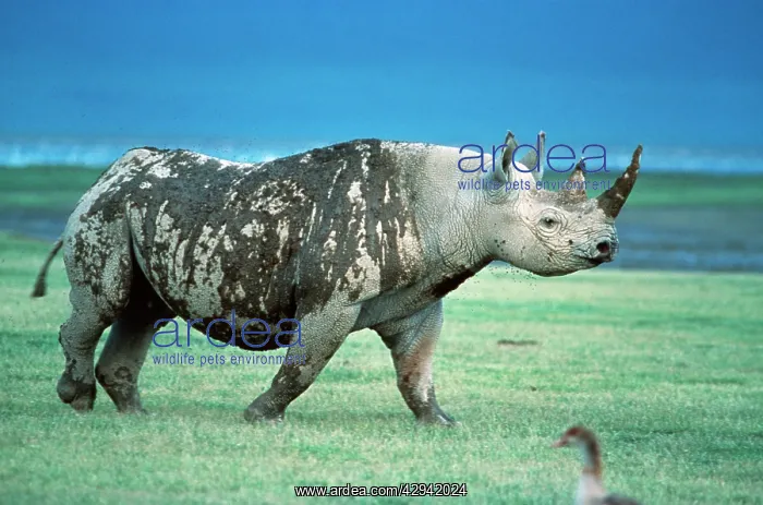 : Black (hook-lipped) Rhino : Black (hook-lipped) Rhino