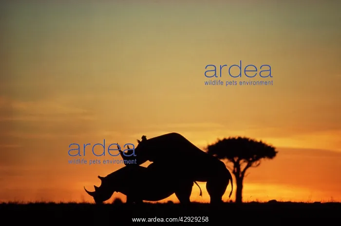 : Black / hook-lipped Rhino - mating at sunset : Black / hook-lipped Rhino - mating at sunset