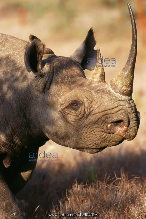 : BLACK / HOOK-LIPPED RHINOCEROS : BLACK / HOOK-LIPPED RHINOCEROS