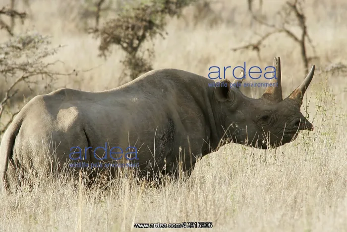 : Black / Hook-lipped Rhinoceros : Black / Hook-lipped Rhinoceros
