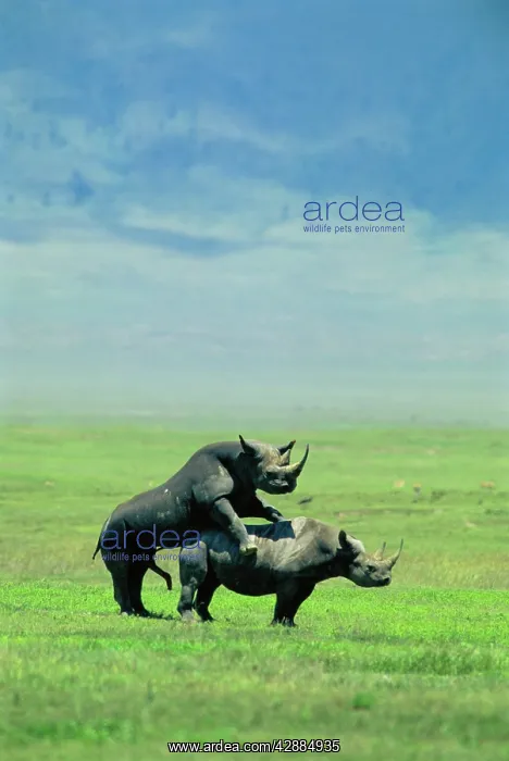 : Black  /  Hook-lipped Rhinoceros - mating