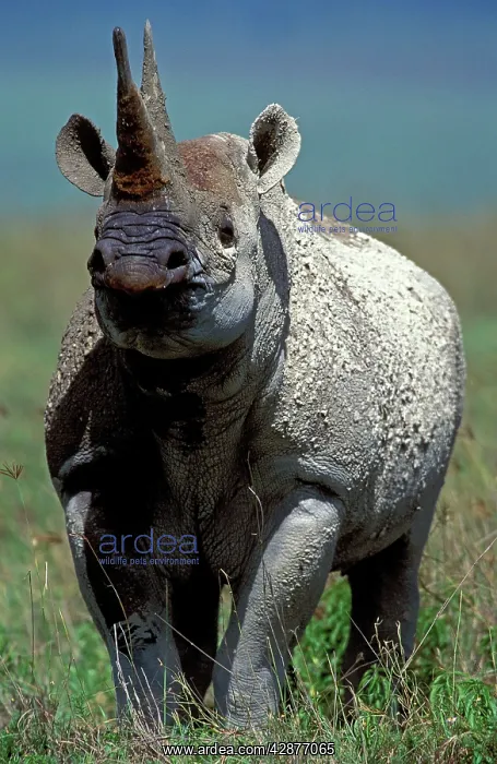 : Black / Hooked-lipped Rhinoceros : Black / Hooked-lipped Rhinoceros