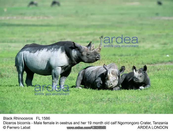  : Black  /  Hooked-lipped Rhinoceros