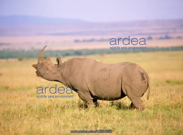 : Black / Hooked-lipped Rhinoceros : Black / Hooked-lipped Rhinoceros