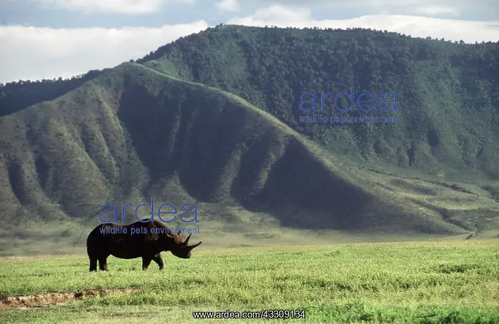  : Black  /  Hooked-lipped Rhinoceros