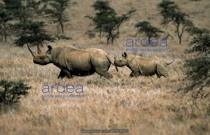 : Black / Hooked-lipped Rhinoceros - adult and young : Black / Hooked-lipped Rhinoceros - adult and young