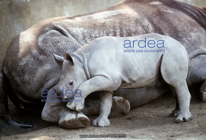  : Black  /  Hooked-lipped Rhinoceros - baby at mother's side