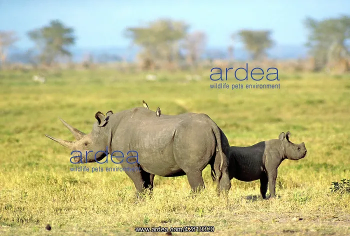: Black / Hooked Lipped Rhinoceros - with her calf : Black / Hooked Lipped Rhinoceros - with her calf
