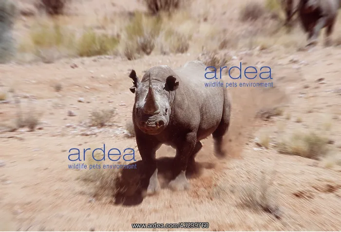 : Black / Hooked-lipped Rhinoceros - charging : Black / Hooked-lipped Rhinoceros - charging