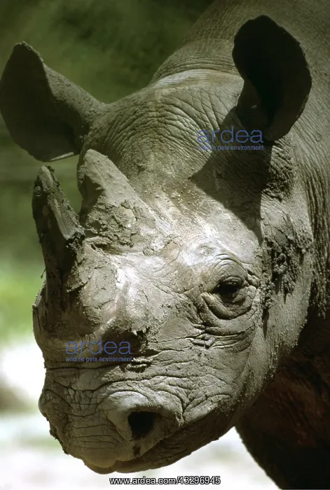 : Black / Hooked-lipped Rhinoceros - close-up of face : Black / Hooked-lipped Rhinoceros - close-up of face