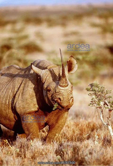 : Black / Hooked-lipped Rhinoceros - eating : Black / Hooked-lipped Rhinoceros - eating