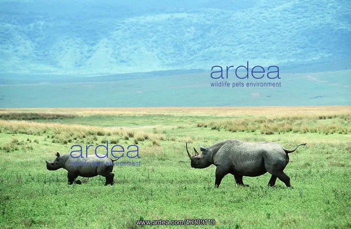  : Black  /  Hooked-lipped Rhinoceros - female and calf