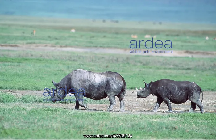  : Black  /  Hooked-lipped Rhinoceros - female and calf