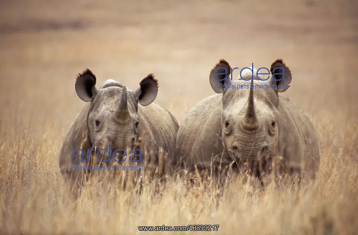 : Black / Hooked-lipped Rhinoceros - two in long grass : Black / Hooked-lipped Rhinoceros - two in long grass