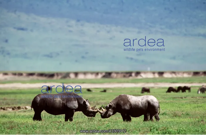  : Black  /  Hooked-lipped RHINOCEROS - male and female