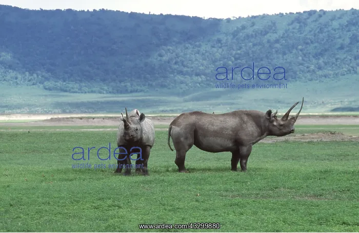 : Black / Hooked-lipped Rhinoceros - mother & young : Black / Hooked-lipped Rhinoceros - mother & young